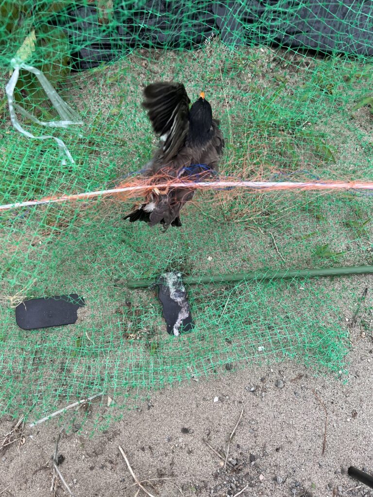 防鳥ネットに絡まってしまった野鳥