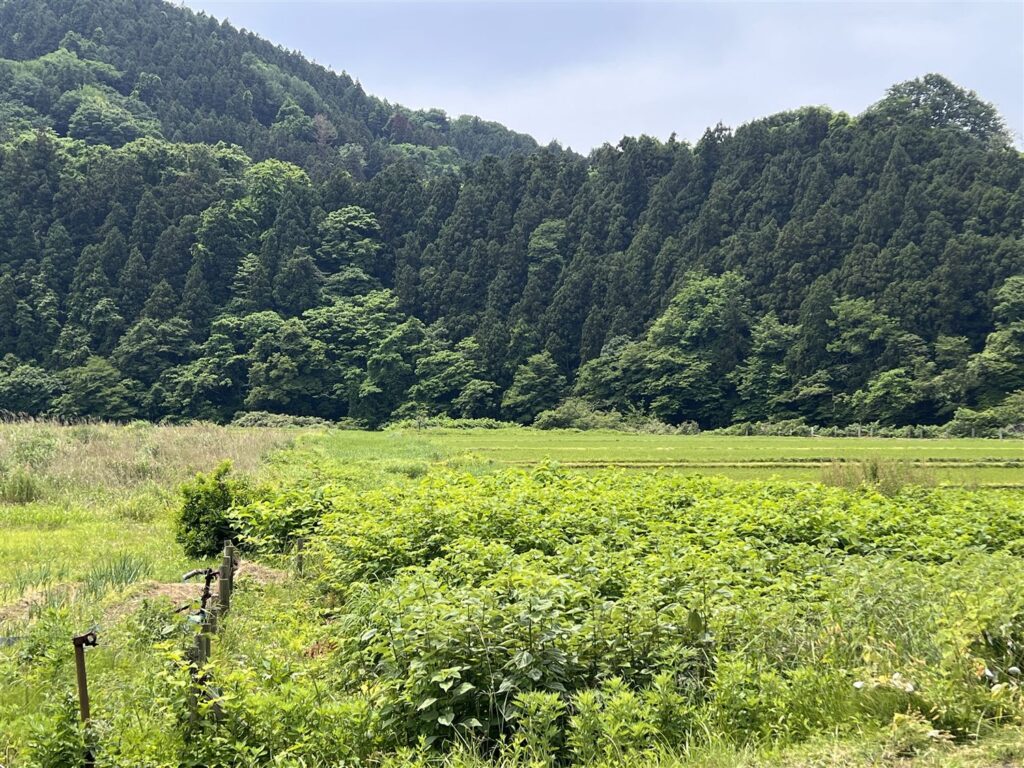 高架橋や築堤が造られるはずだった用地。草の奥には住吉山トンネルが眠る